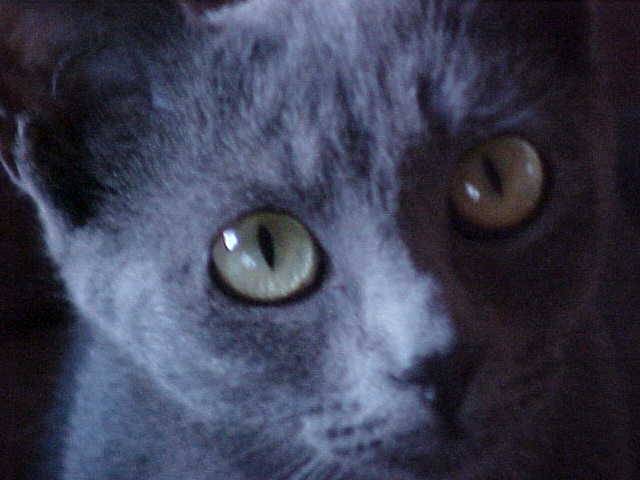 Bagheera -