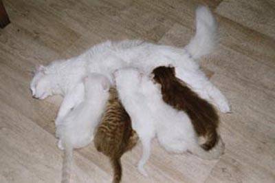 quel travail d'une maman chat -