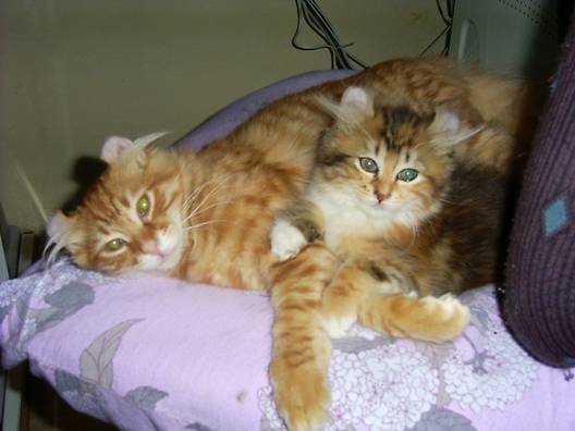 uralyne et upton -