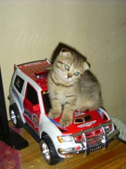 j'ai le permis -