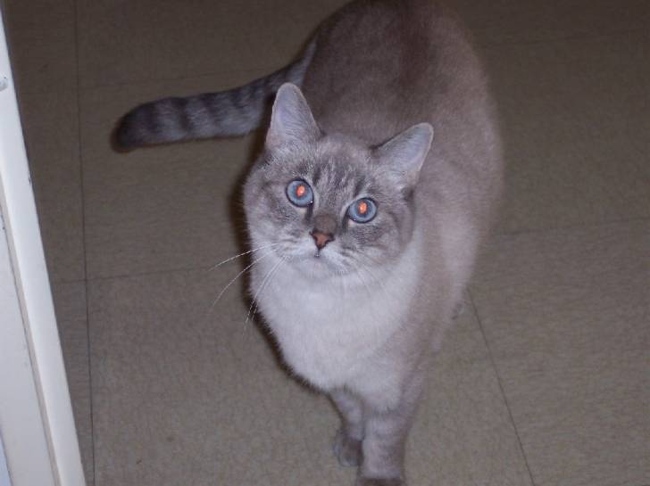 OLIVE -