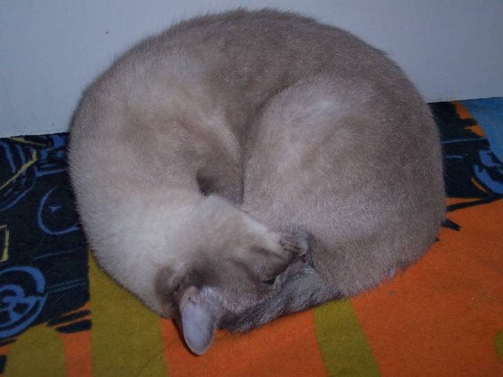 OLIVE -