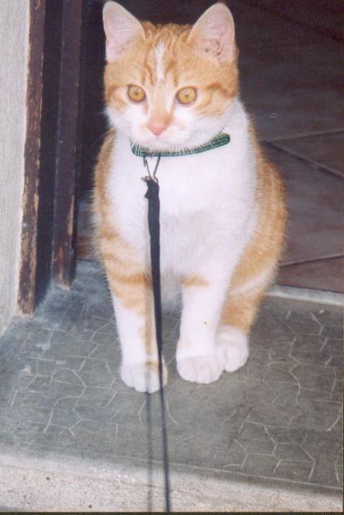 caramel 2 -