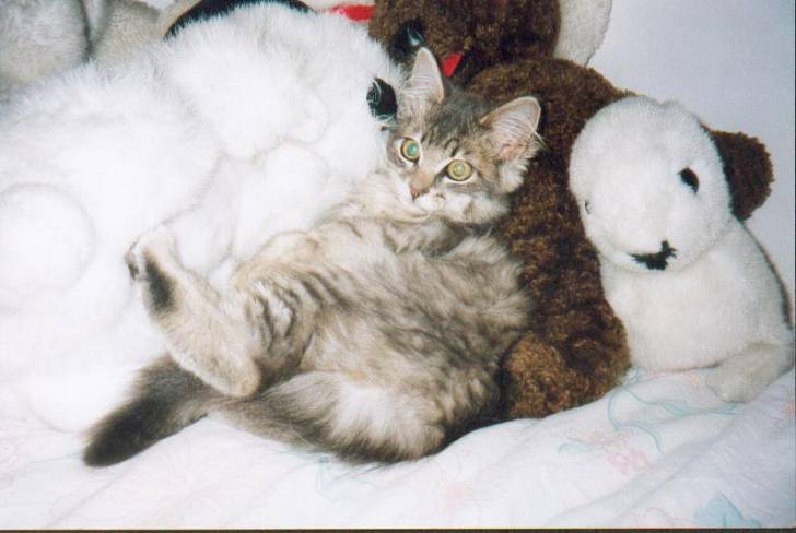 roxanne -