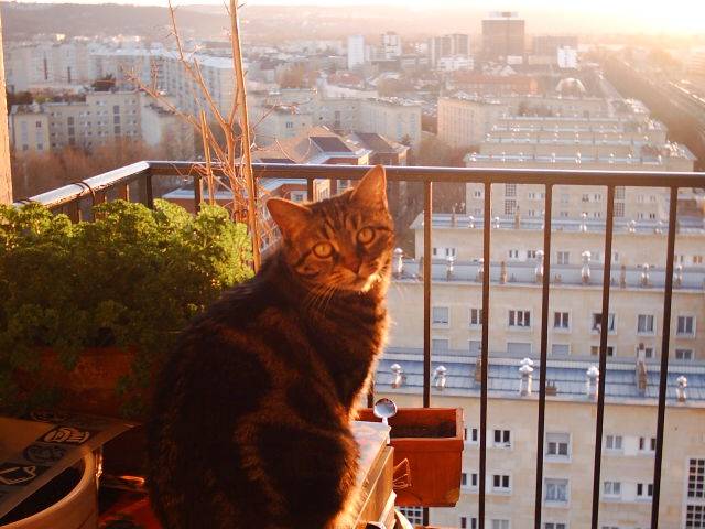 toutoune -