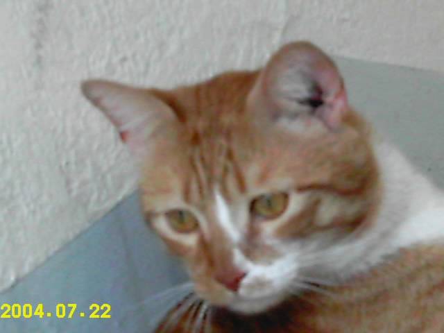 Zazoo -