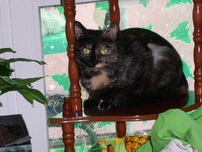 chataine -