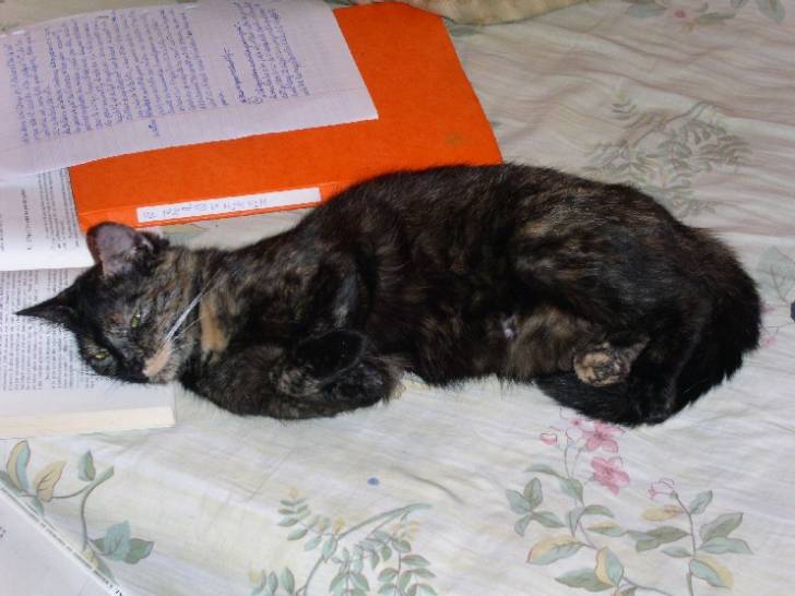 ZZZzzzz -