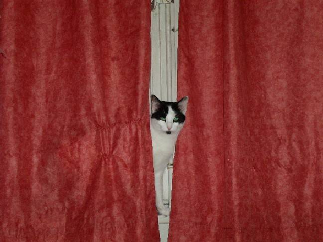 spectacle -