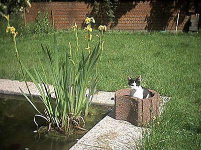 taras bulba au jardin -