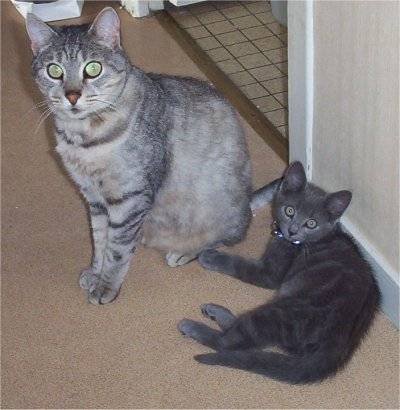 Salem et plume -