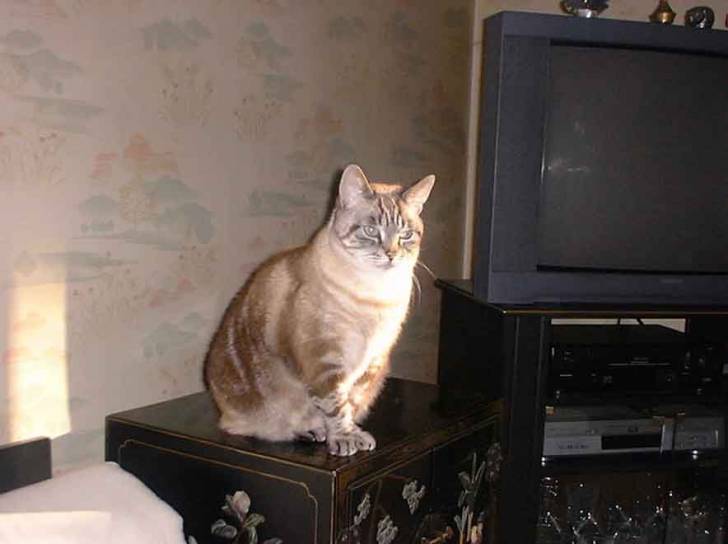 Whisky -
