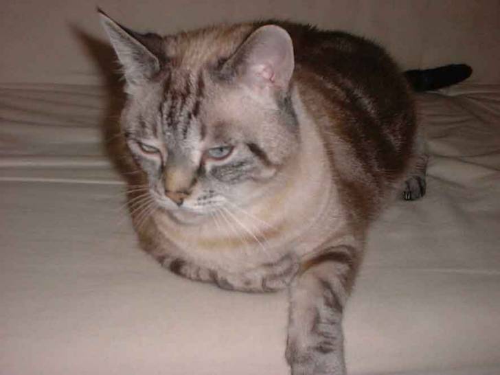 Whisky -