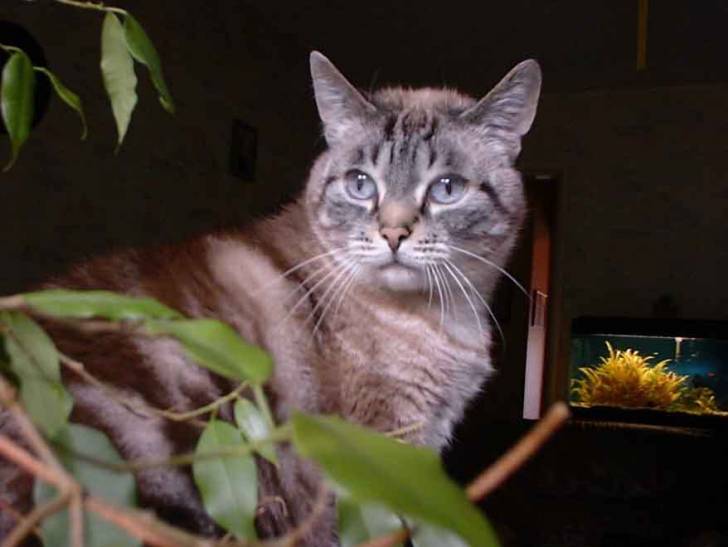 Whisky -