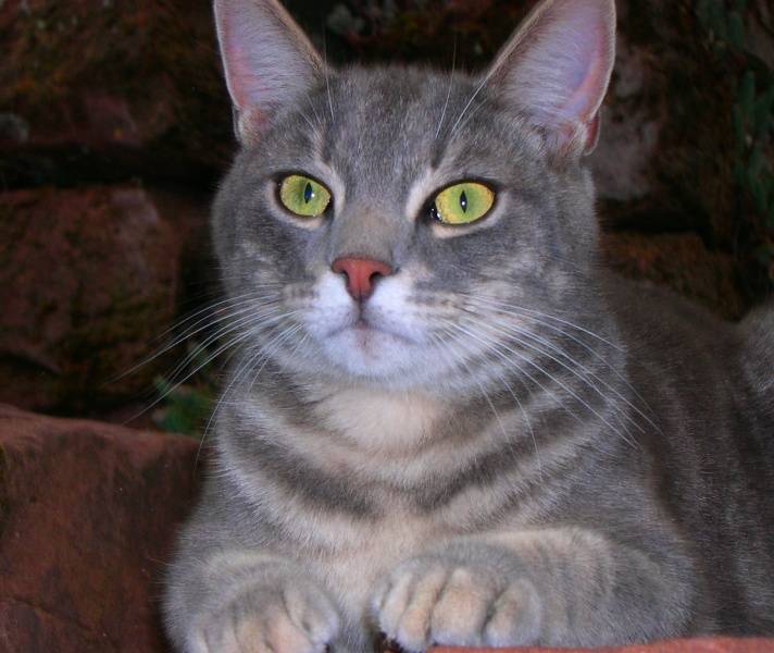 Portrait de Marquis -