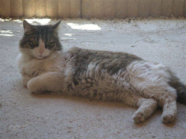 indiana mon petit amour disparu -