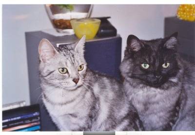 Mitaines et Ti-Poils -