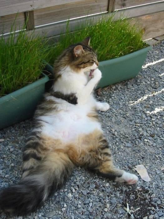 Grande toilette dans le jardin -