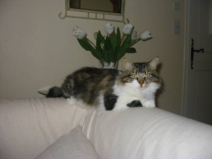 Chamie fait la belle -