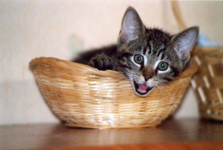 Cali gobe les mouches ... -