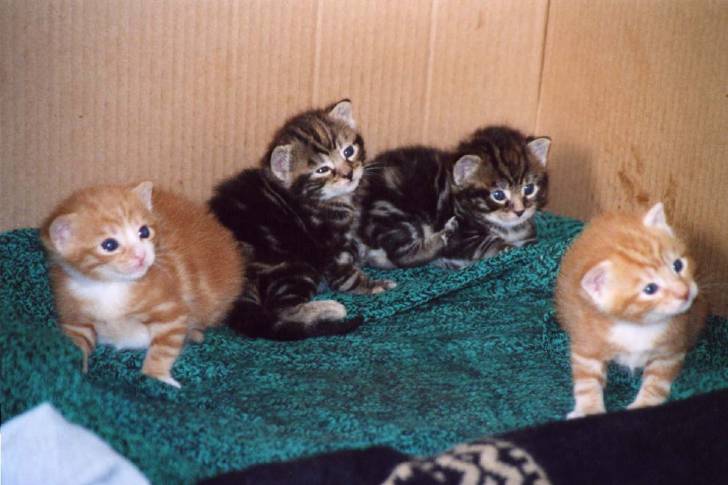 Chatons hypnotisés -