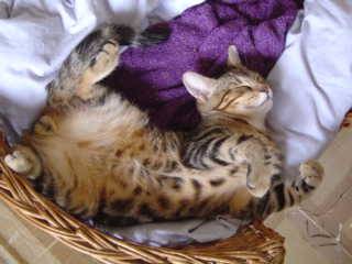 sommeil gracieux -