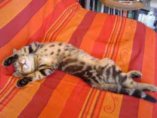 haut les pattes -