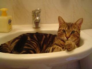 gizmo prend son bain -