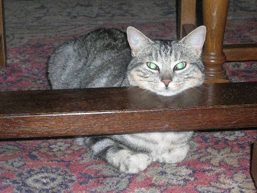 Tango minou -