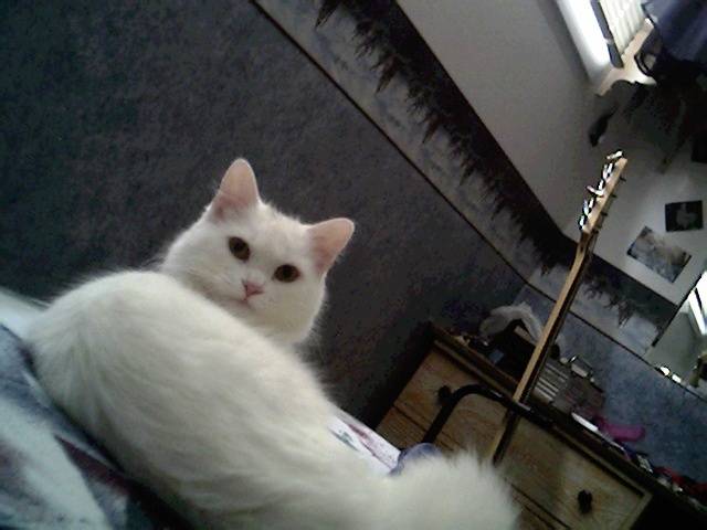 Chipie -
