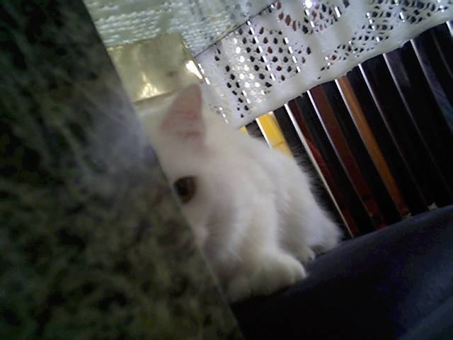 Chipie -