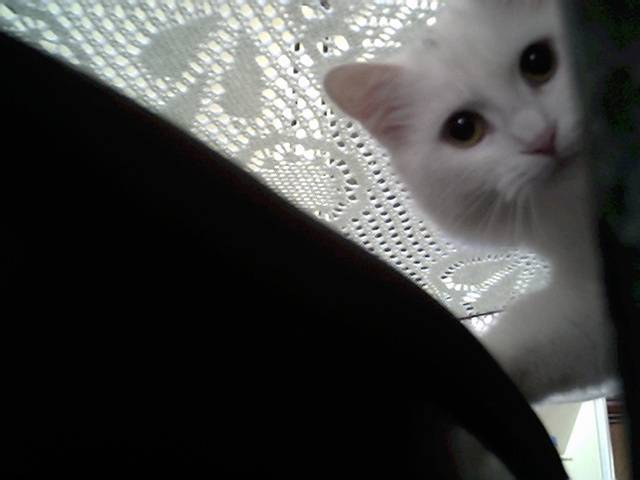 Chipie -
