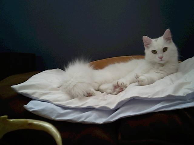 Chipie -