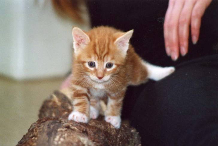 Titi fait ses griffes ... -