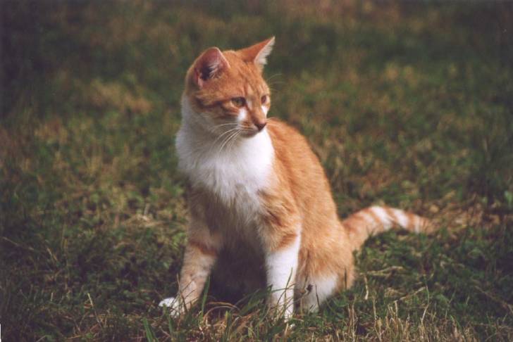 Filou prend la pose .... -