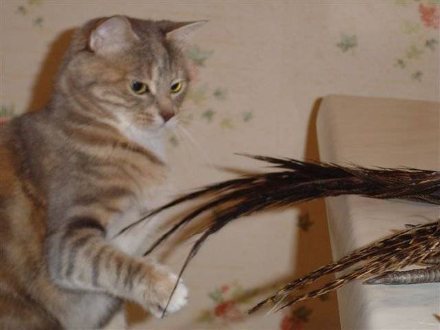 Biroffe de Sand et Alain s'amuse -