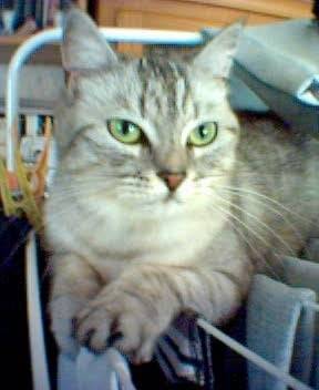 Lola -