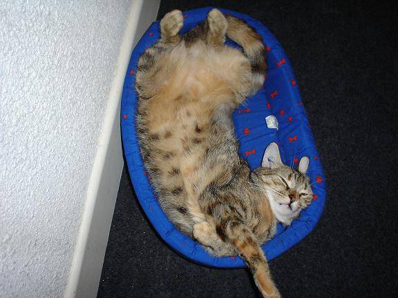 c'est dur la vie d'un chat -