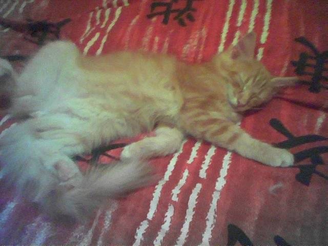 Viennoise du Lac d'argent -