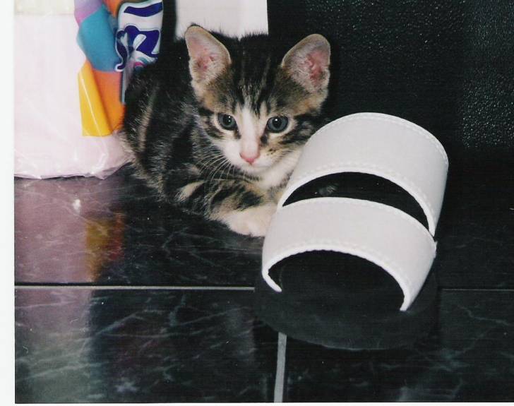 Mon petit bébé chatoun -