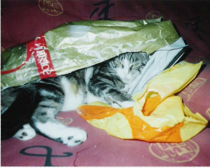 Kali -