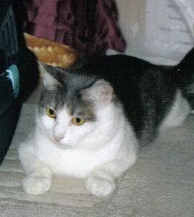 louna -