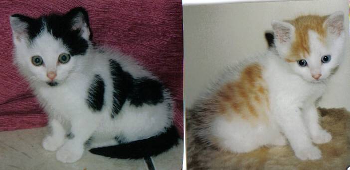 smartie's tyresse -