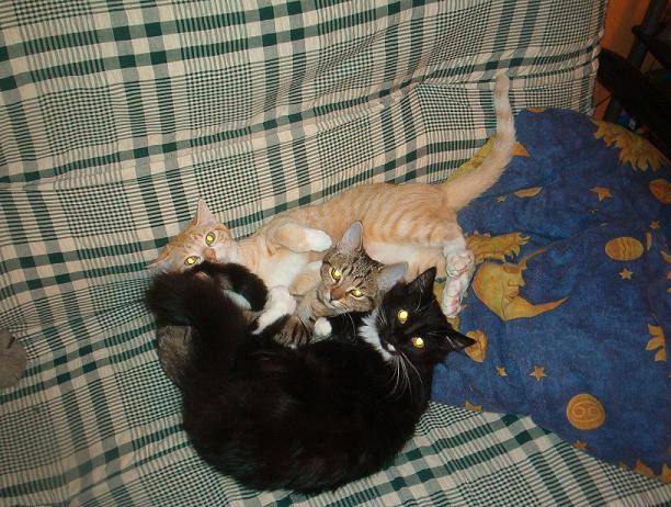 3 grosses folles -