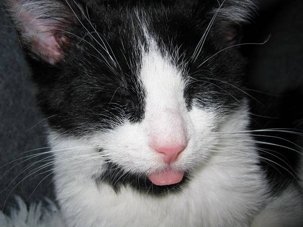 Chaton endormi -