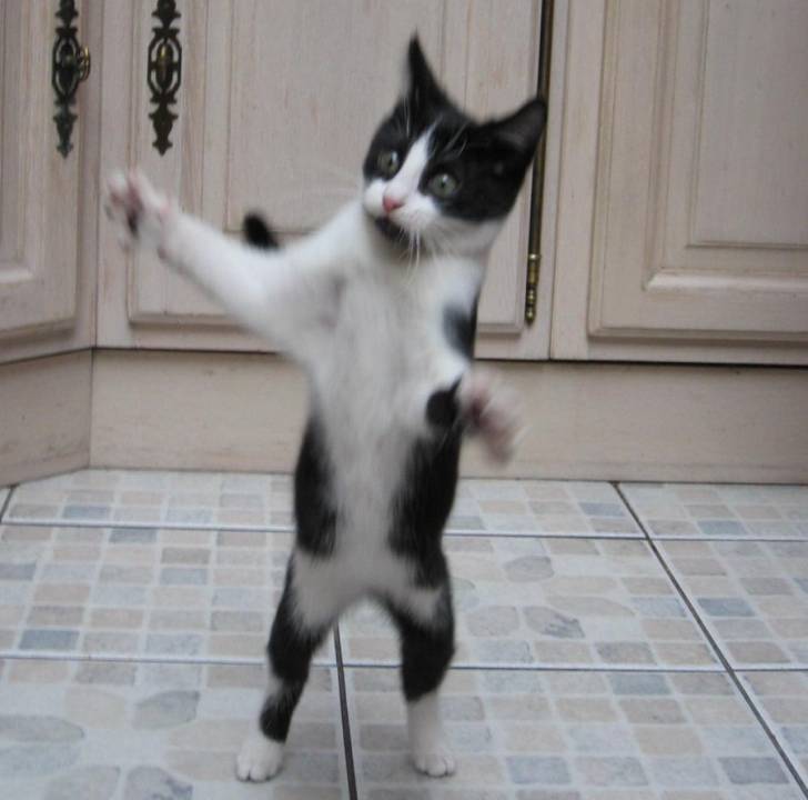 Chaton joueur -