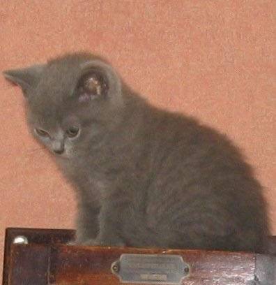 virgule -