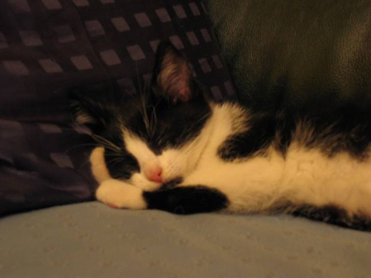 Chuuut le chaton dort ! -