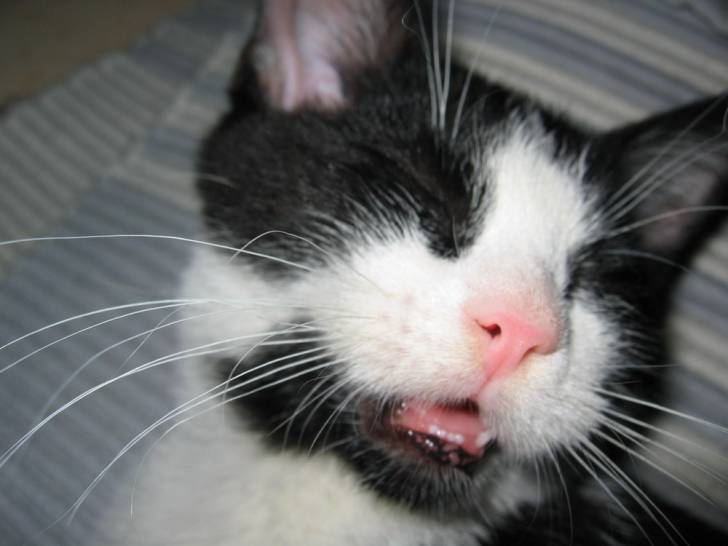 Un dentiste svp ! -