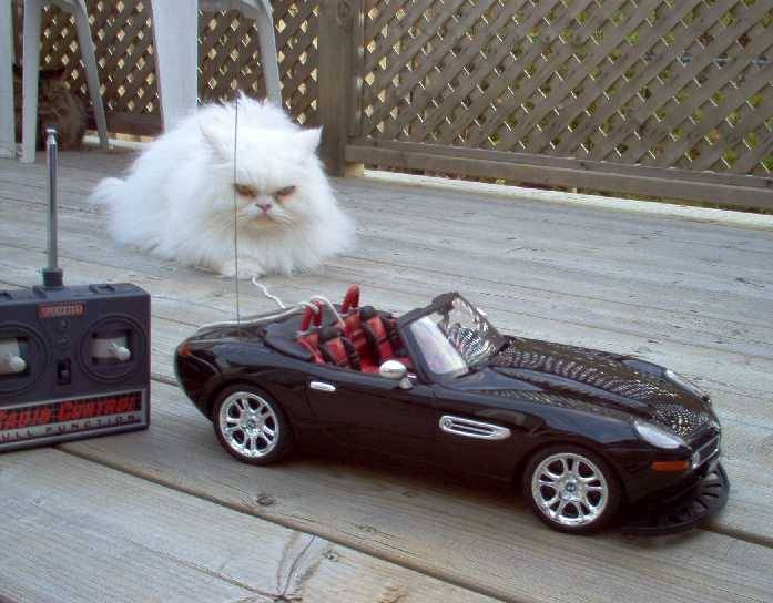 Chat sans permis de conduire -